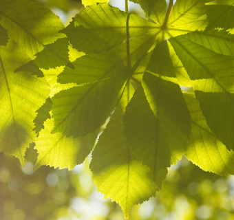 Novo and sustainable development 